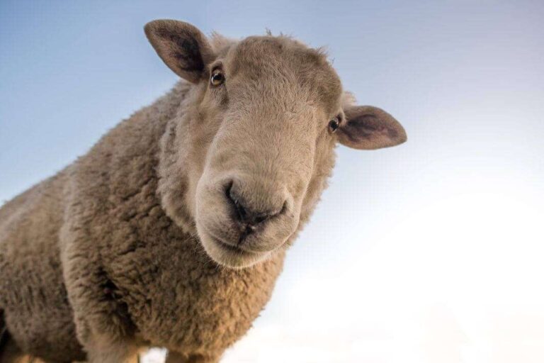 negative-space-curious-sheep-blue-sky-closeup-skitterphoto-thumb-1