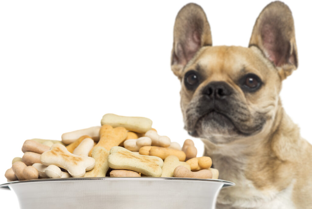 How to Find the Right Type of Dog Food for French Bulldogs