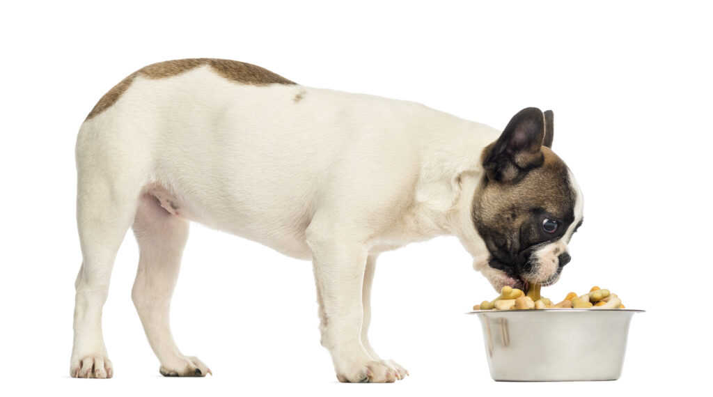 10 Best Foods for French Bulldogs