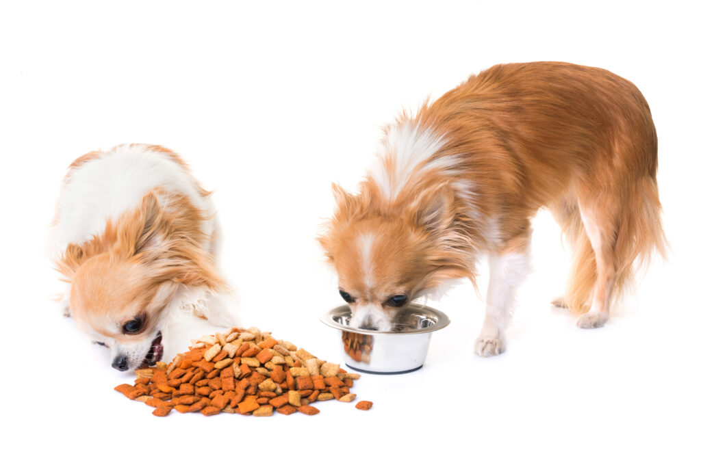 best affordable dog food