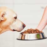 best affordable dog food