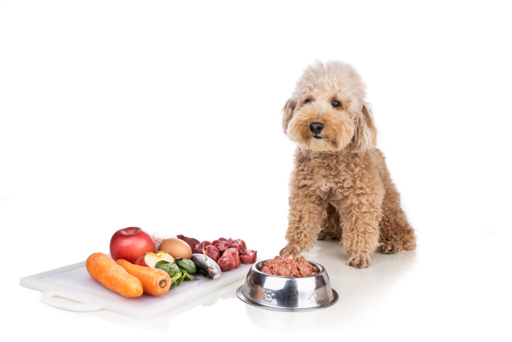 best affordable dog food