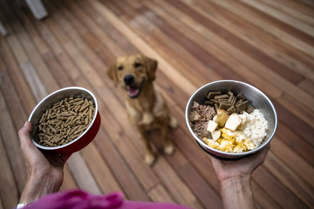 best affordable dog food