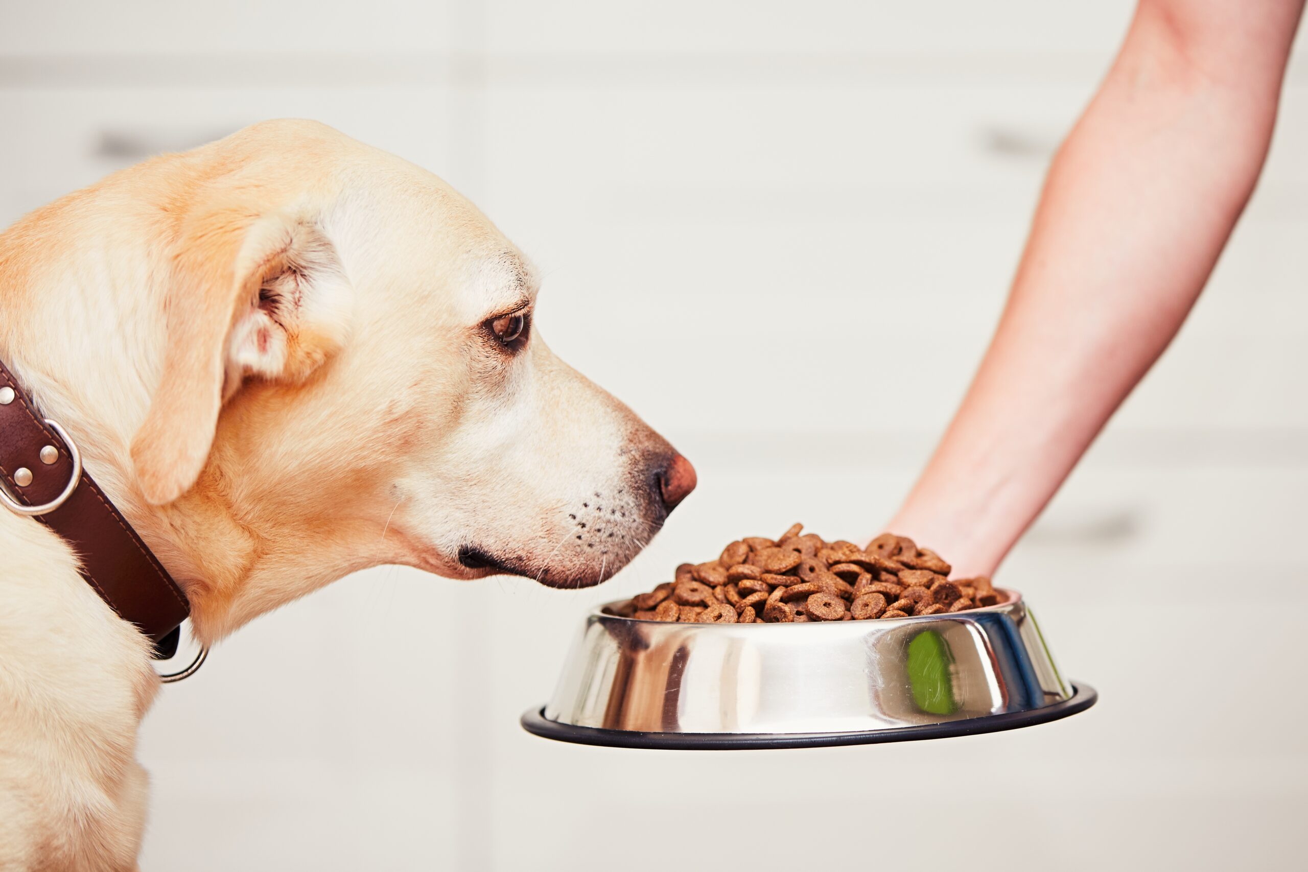 best affordable dog food