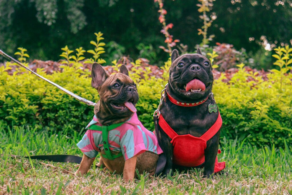 best dog food for french bulldogs