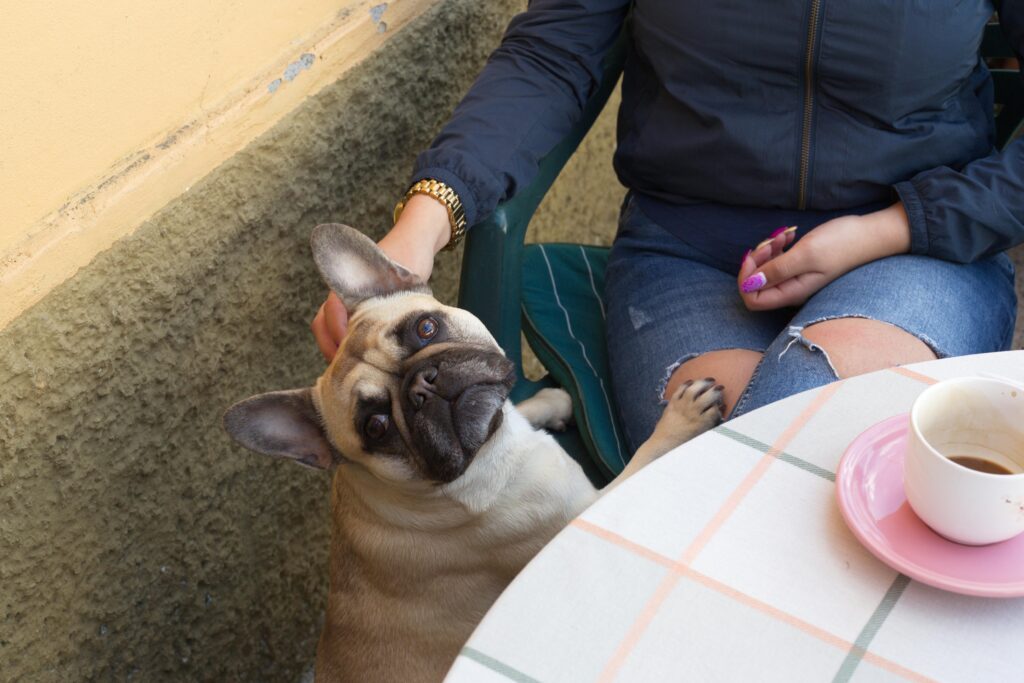 best dog food for french bulldogs