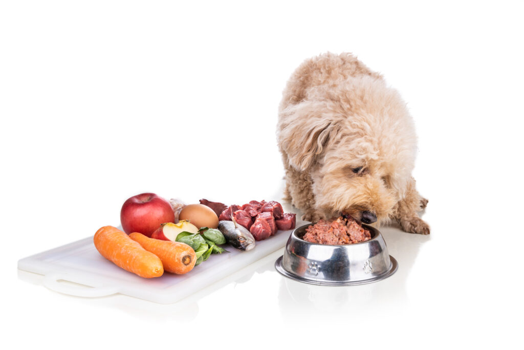 dog food and nutrition